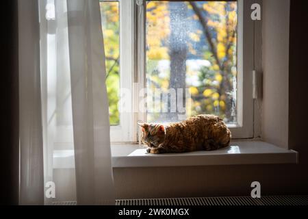 Sleepy short-haired pedigree cat Devon rex lying resting on windowsill, warming in sun at home Stock Photo