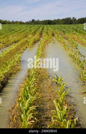 Field with rows of corn flooded with excess rain water due to the effects of climate change. Stock Photo