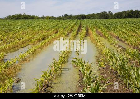 Field with rows of corn flooded with excess rain water due to the effects of climate change. Stock Photo