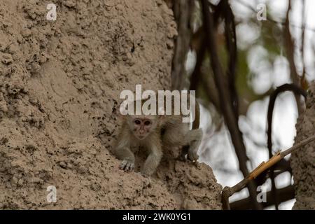 Infant vervet monkey, Chobe National Park, Botswana Stock Photo