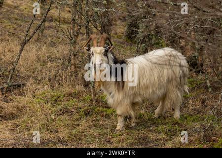 Close up of a mountain goat grazing on grass Stock Photo