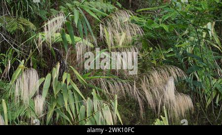 Thysanolaena latifolia (Rumput awis, rumput buluh, tiger grass). This plant is usually used as animal feed, broom material and to prevent landslides Stock Photo