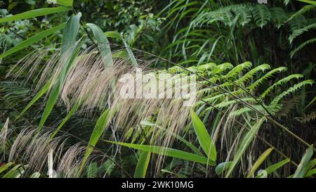 Thysanolaena latifolia (Rumput awis, rumput buluh, tiger grass). This plant is usually used as animal feed, broom material and to prevent landslides Stock Photo