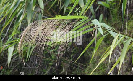 Thysanolaena latifolia (Rumput awis, rumput buluh, tiger grass). This plant is usually used as animal feed, broom material and to prevent landslides Stock Photo