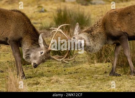 Two young red deer stags jostling their antlers Stock Photo
