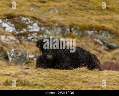 A black highland cow calf lying down in a field Stock Photo - Alamy