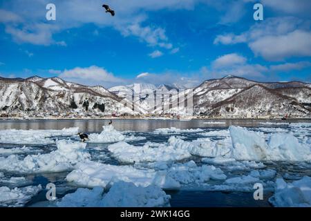 Steller's Sea-Eagles and other birds feeding from broken ice blocks off shore. Rausu, Hokkaido, Japan. Stock Photo