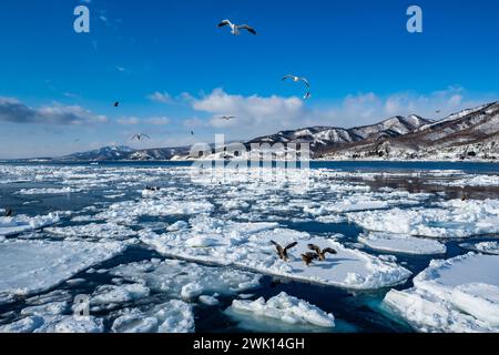 Steller's Sea-Eagles and other birds feeding from broken ice blocks off shore. Rausu, Hokkaido, Japan. Stock Photo