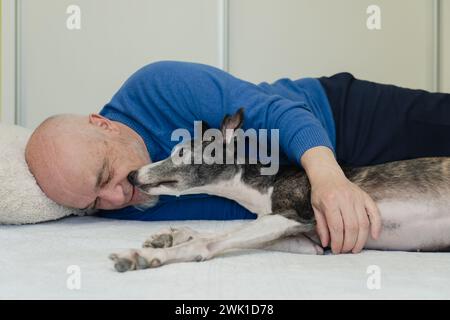 Pet love: A greyhound licks his owner's face, playing on the bed. Stock Photo