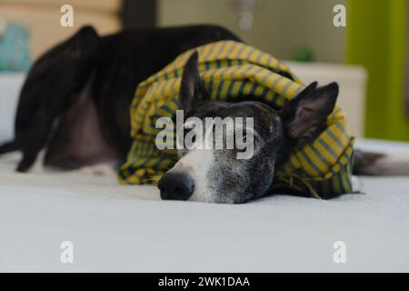 Portrait of a greyhound wearing a green scarf, lying on the bed and staring directly at the camera. Stock Photo
