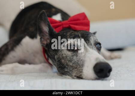Close-up of black and white Greyhound with red bow looking at the Camera, lying on his owner's bed. Stock Photo
