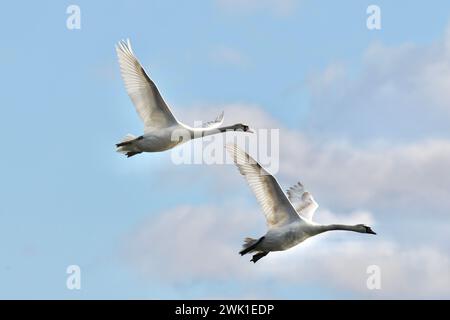 A pair of mute swans Cygnus olor flying together in winter Stock Photo