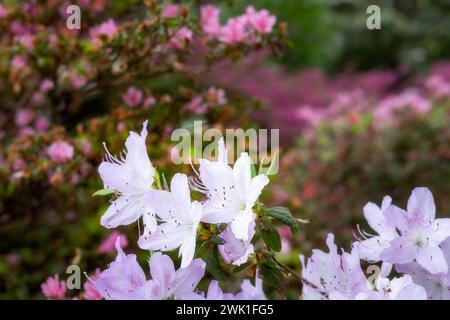 White and pink azalea flowers in spring, close up Stock Photo