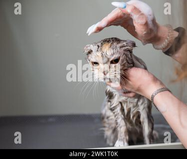 Woman shampooing a tabby gray cat in a grooming salon.  Stock Photo