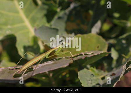 Praying mantis on a vegetable leaf in a garden looking at camera Stock Photo