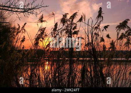 Winter or autumn landscape at the edge of a lake. Silhouette of pampas grass and a leafless tree in front of the water. Stock Photo