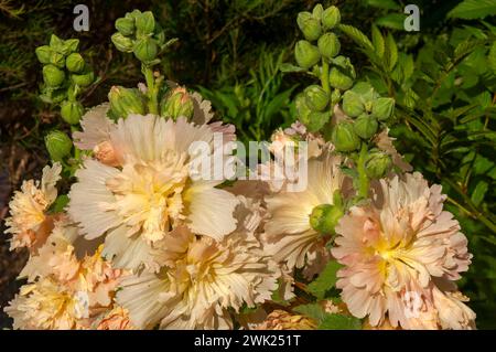 Sydney Australia, flower stem of an apricot spring hollyhock in garden Stock Photo