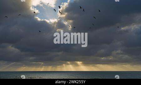 Flying birds under the dark clouds. Stock Photo