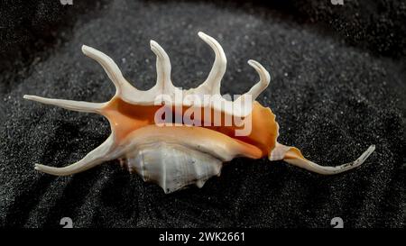 Close-up of Scorpion conch seashell on a black sand background Stock Photo
