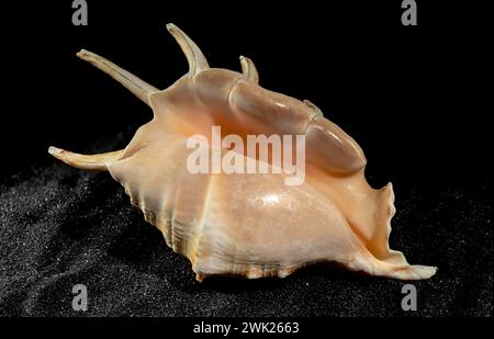 Strombidae conch seashell on a black sand background Stock Photo