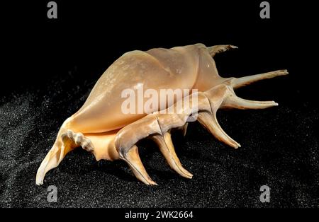 Strombidae conch seashell on a black sand background Stock Photo