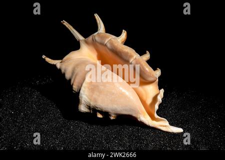 Strombidae conch seashell on a black sand background Stock Photo