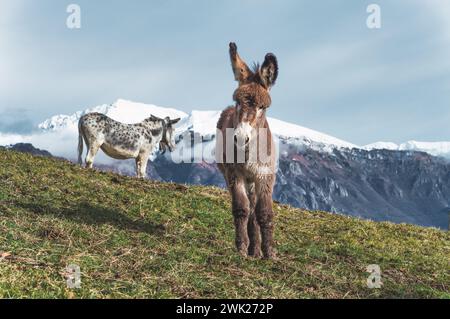 Two mules in the high mountains on the Italian alps Stock Photo