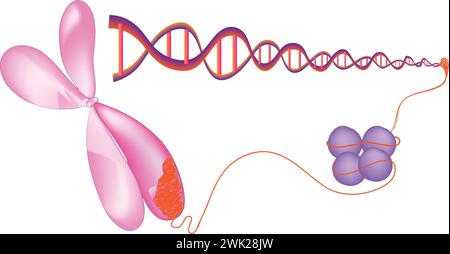 nucleosome Stock Vector