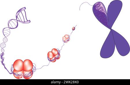 nucleosome Stock Vector