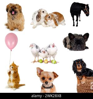 Collection of different pets isolated on a white background Stock Photo