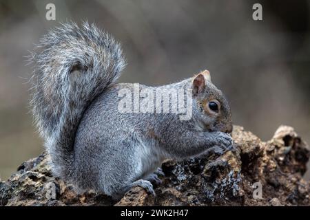 A grey squirrel on a dead tree, feeding Stock Photo