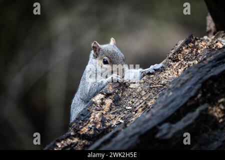 A grey squirrel appears from behind a dead tree Stock Photo