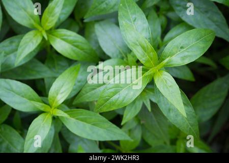 fresh Thai herbal medicine herbs organic plant leaves Andrographis paniculata Stock Photo