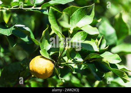 Lemon and leaves in the Limonaia del Castel Museum in Limone on Lake Garda, Lombardy, Italy Stock Photo