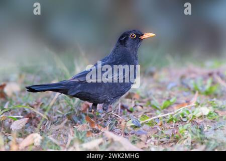 blackbird foraging for food on lawn (Turdus merula); this is a species of bird common in public urban parks Stock Photo