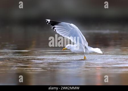 yellow legged gull flapping wings on pond (Larus michahellis) Stock Photo