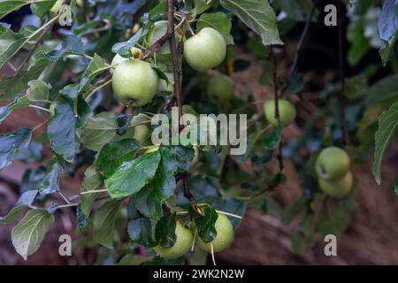 Several green apples on a branch of an apple tree. Raindrops on green apples. Stock Photo