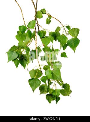 Branch of a poplar with leaves, isolated on a white background without a shadow. Summer greens. A park. Allergy. Stock Photo