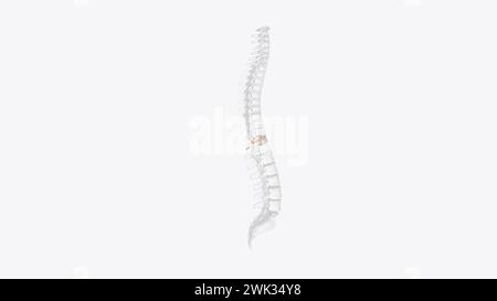 The eleventh thoracic vertebra (T11) is located near the bottom of the ...