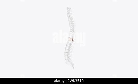 The eleventh thoracic vertebra (T11) is located near the bottom of the ...