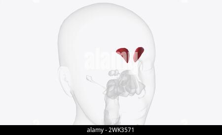 The Frontal Sinuses Are One Of The Four Pairs Of Paranasal Sinuses That 