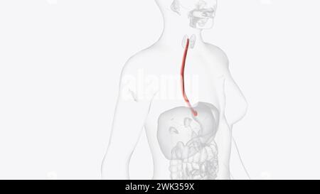 The esophagus is the hollow, muscular tube that passes food and liquid from your throat to your stomach 3d illustration Stock Photo