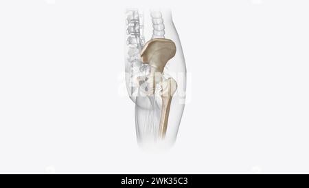 The appendicular skeleton is the portion of the skeleton of vertebrates consisting of the bones that support the appendages 3d illustration Stock Photo