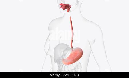 Upper gastrointestinal tract 3d medical ilistiration Stock Photo