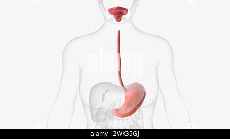 Upper gastrointestinal tract 3d medical ilistiration Stock Photo