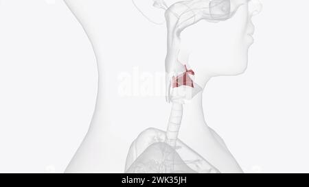 The epiglottis is a flap of tissue that sits beneath the tongue at the ...