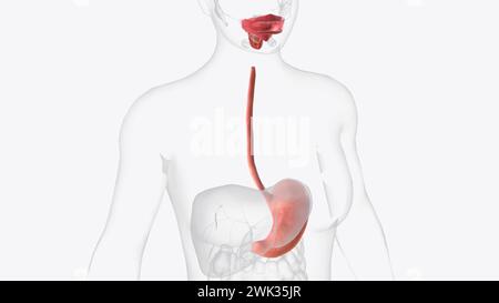 Upper gastrointestinal tract 3d medical ilistiration Stock Photo