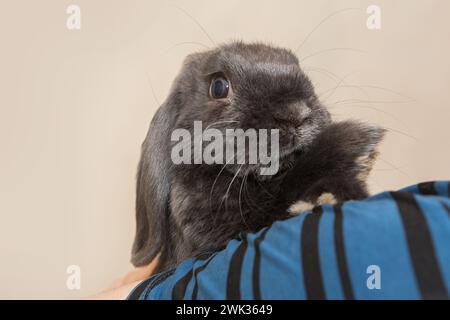 Small decorative rabbit sits on a man's shoulder at home Stock Photo