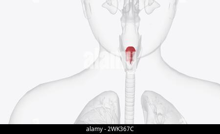 The epiglottis is a flap of tissue that sits beneath the tongue at the ...