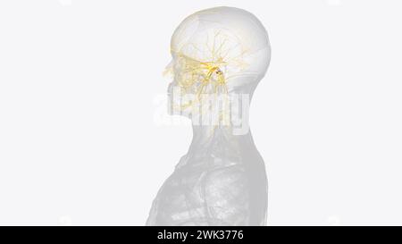 The cranial nerves are 12 pairs of nerves that can be seen on the ventral (bottom) surface of the brain 3d illustration Stock Photo